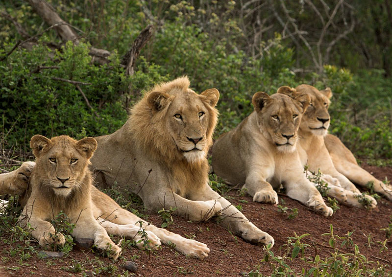lion fam